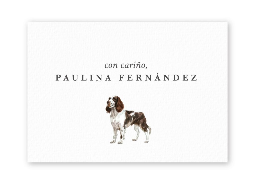 Tarjetas English Springer Spaniel